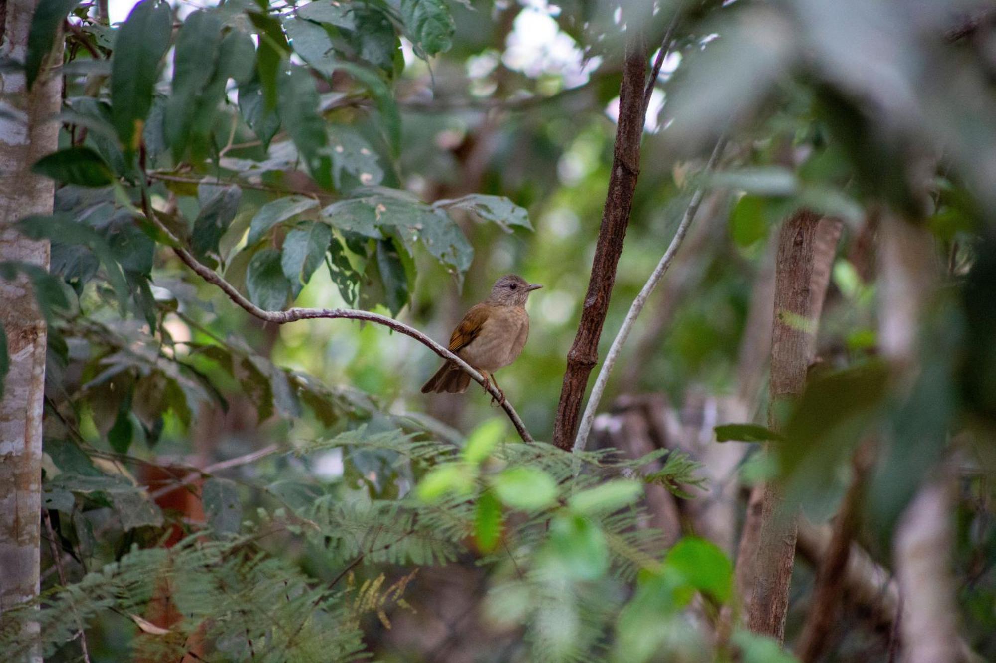 Floresta Encantada Telescopio,Fogueira, Riacho Chapada dos Guimarães Екстериор снимка